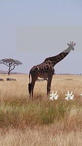 拍拍贷逾期 还能做网贷 拍拍贷逾期 还能做网贷